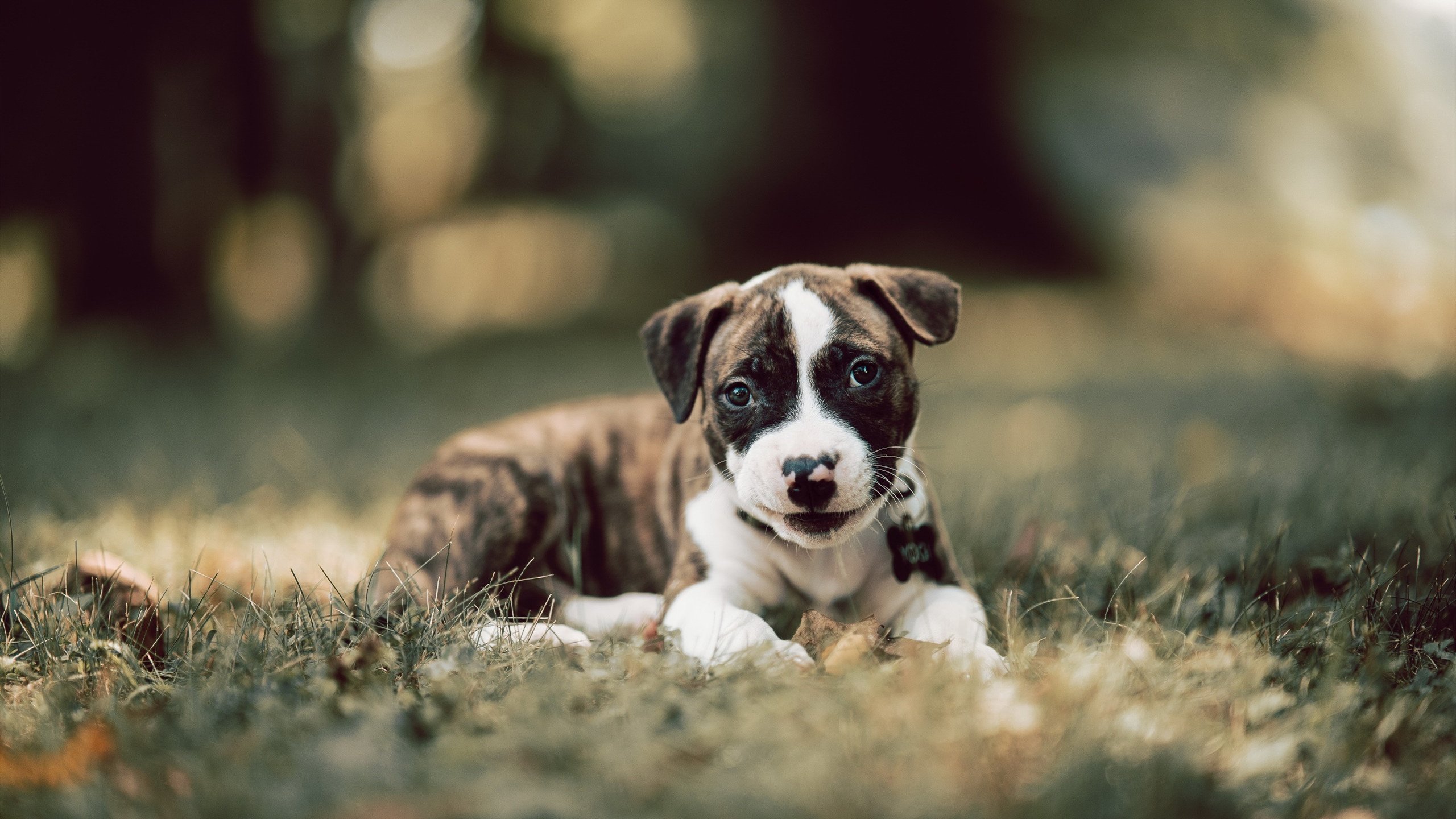 埃及队未来发展:从国内赛事到世界顶级竞技平台,埃及队怎么样