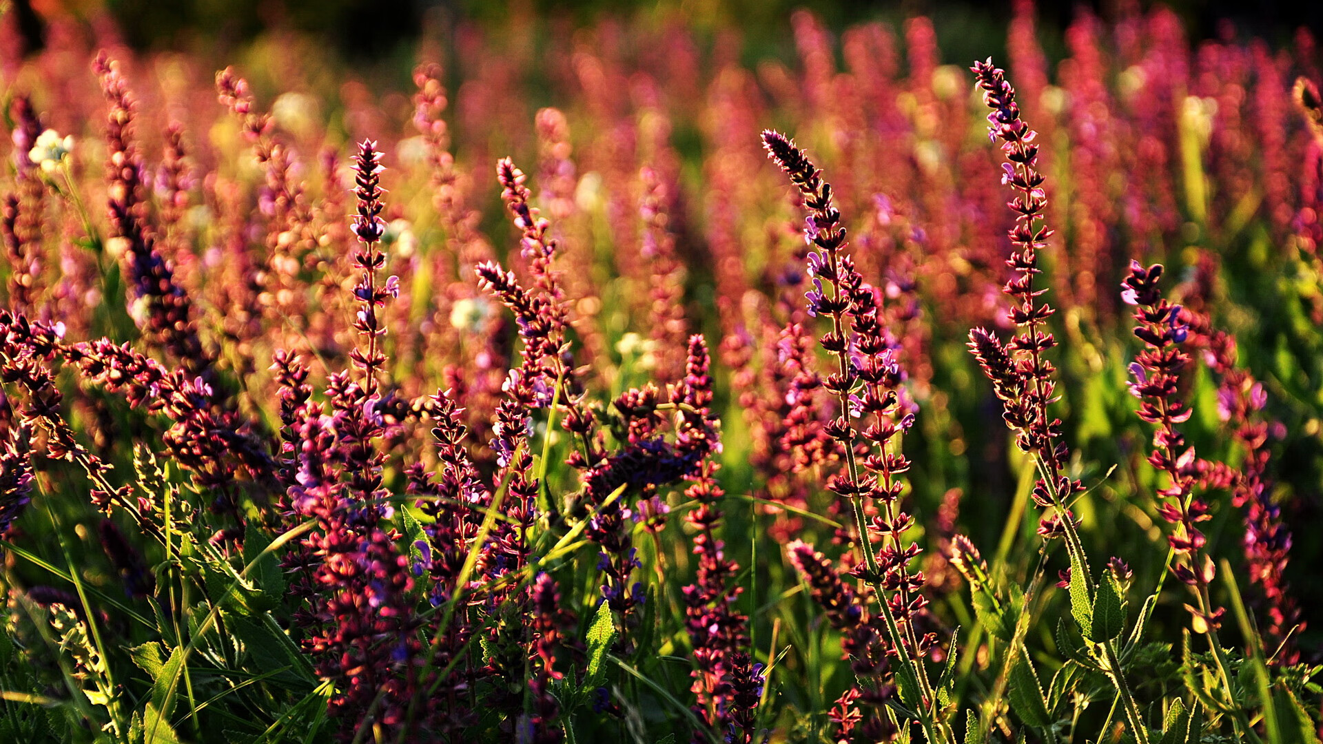 九游官网入口注册-体育公益项目影响力扩大，体育公益项目影响力扩大的原因